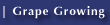 Grape Growing