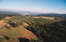 Chehalem