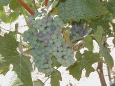 Verasion