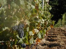 Harvest 2003