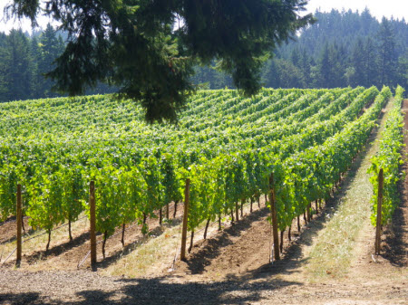 Ribbon Ridge Vineyard -- Park Block
